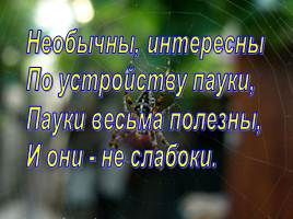Исследовательская работа «Мир пауков», слайд 29