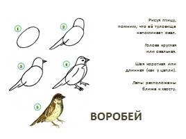 Рисуем птиц, слайд 7