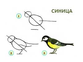 Рисуем птиц, слайд 8