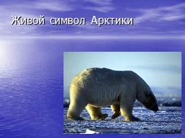 Белый медведь - живой символ Арктики, слайд 1