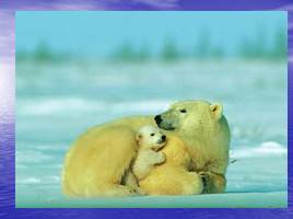 Белый медведь - живой символ Арктики, слайд 14