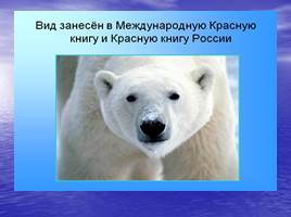 Белый медведь - живой символ Арктики, слайд 2