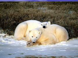 Белый медведь - живой символ Арктики, слайд 5