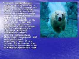 Белый медведь - живой символ Арктики, слайд 6