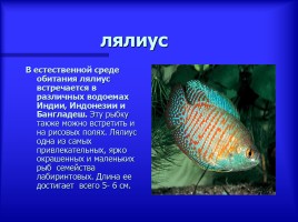 Аквариумные рыбки - Описание видов аквариумных рыб, слайд 10