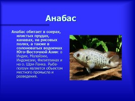Аквариумные рыбки - Описание видов аквариумных рыб, слайд 2