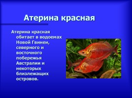 Аквариумные рыбки - Описание видов аквариумных рыб, слайд 3