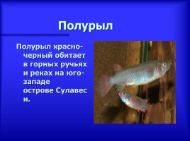 Аквариумные рыбки - Описание видов аквариумных рыб, слайд 4