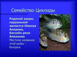 Аквариумные рыбки - Описание видов аквариумных рыб, слайд 6