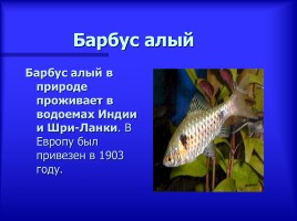 Аквариумные рыбки - Описание видов аквариумных рыб, слайд 7
