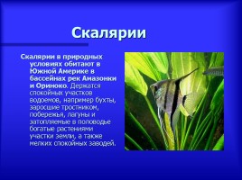 Аквариумные рыбки - Описание видов аквариумных рыб, слайд 8