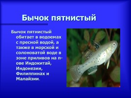 Аквариумные рыбки - Описание видов аквариумных рыб, слайд 9