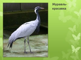 Птицы нашего края, слайд 7