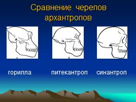 Эволюция человека, слайд 19