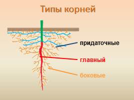 Виды корней - Типы корневых систем, слайд 11