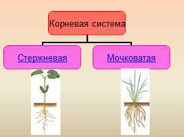 Виды корней - Типы корневых систем, слайд 15