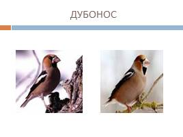 Кто такие птицы?, слайд 15