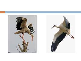 Кто такие птицы?, слайд 31