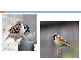 Кто такие птицы?, слайд 42