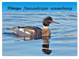 Охрана фауны Мурманской области, слайд 10