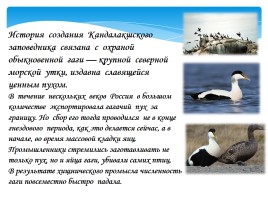 Охрана фауны Мурманской области, слайд 12