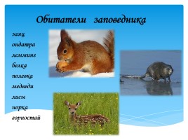 Охрана фауны Мурманской области, слайд 14
