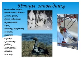 Охрана фауны Мурманской области, слайд 15