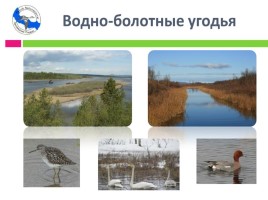 Охрана фауны Мурманской области, слайд 20