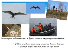Охрана фауны Мурманской области, слайд 21