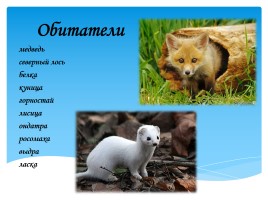 Охрана фауны Мурманской области, слайд 22