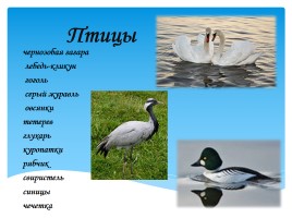 Охрана фауны Мурманской области, слайд 23