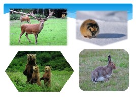 Охрана фауны Мурманской области, слайд 24