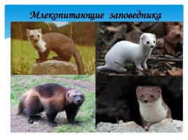 Охрана фауны Мурманской области, слайд 8