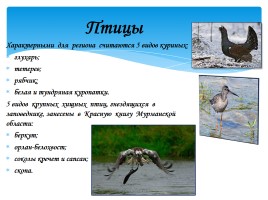 Охрана фауны Мурманской области, слайд 9