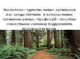 Экосистема леса, слайд 2