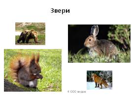 Разнообразие животных, слайд 12