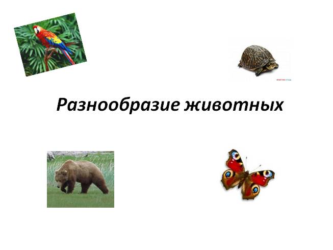 Разнообразие животных