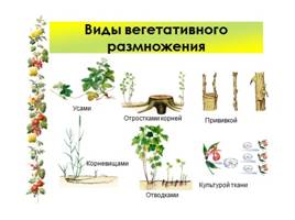 Размножение растений, слайд 2