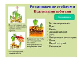 Размножение растений, слайд 4