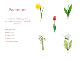 Растения и животные весной, слайд 8