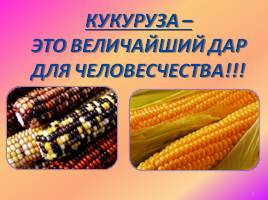 История появления кукурузы, слайд 18
