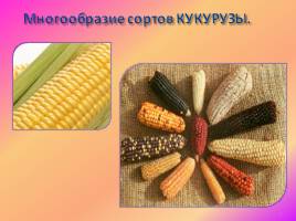 История появления кукурузы, слайд 3