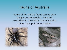 Australia - Main features of climate, flora and fauna, слайд 4
