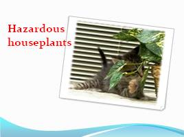 Hazardous houseplants - Ядовитые растения, слайд 1