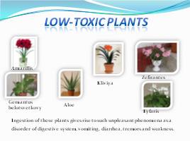 Hazardous houseplants - Ядовитые растения, слайд 14