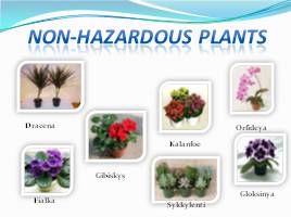 Hazardous houseplants - Ядовитые растения, слайд 16