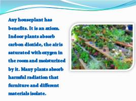 Hazardous houseplants - Ядовитые растения, слайд 2