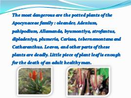 Hazardous houseplants - Ядовитые растения, слайд 4
