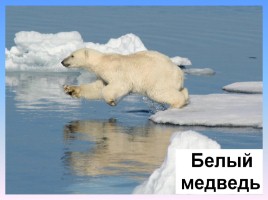 Арктика - фасад России, слайд 17