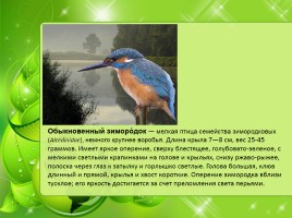 Птицы Нижегородской области, слайд 11